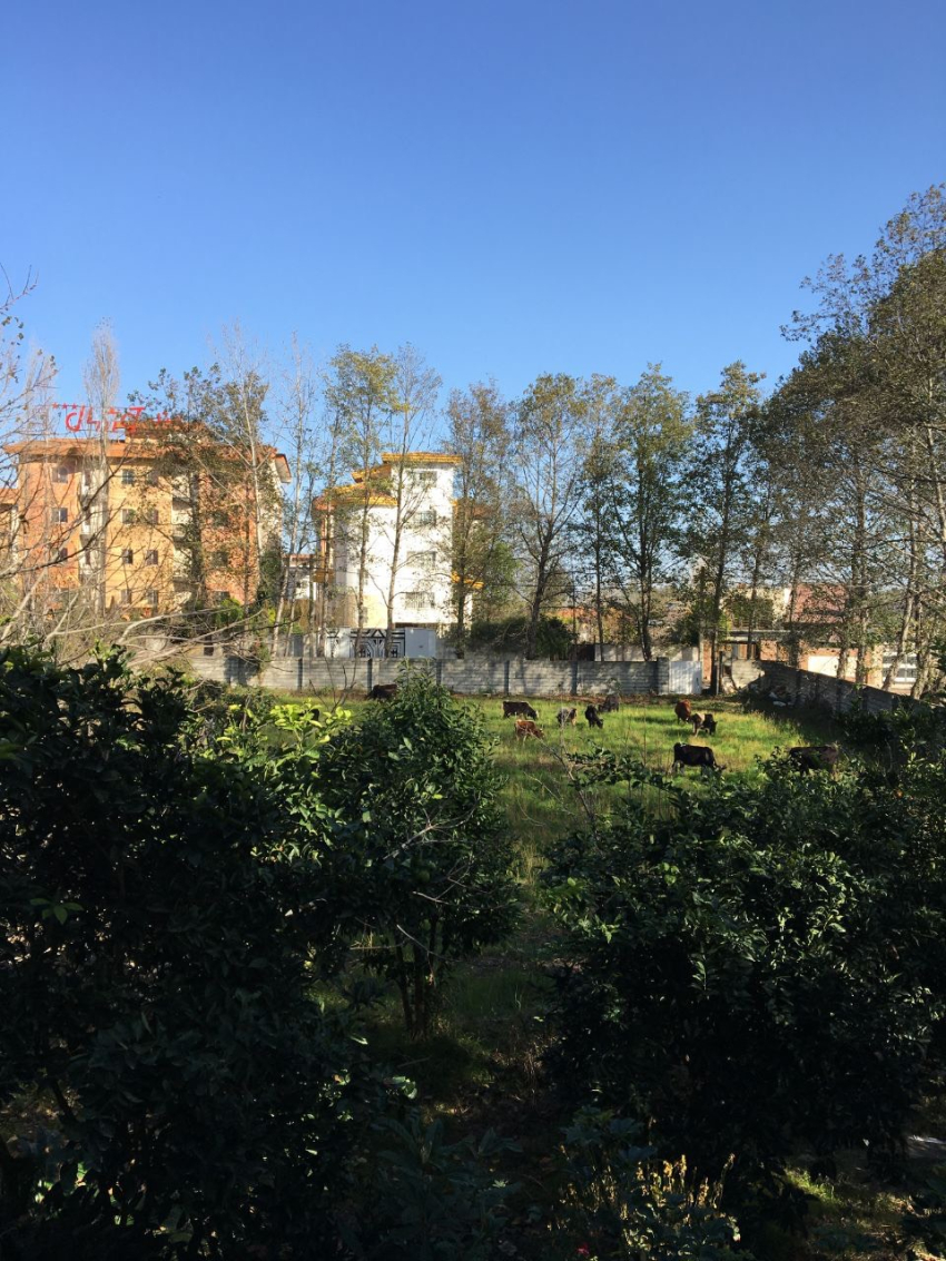 اجاره ویلا باغ دنج چالوس