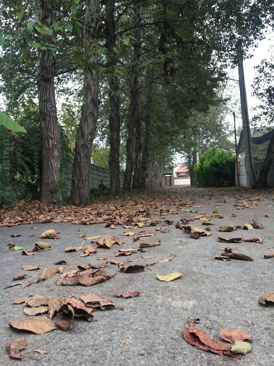 اجاره ویلا باغ دنج چالوس