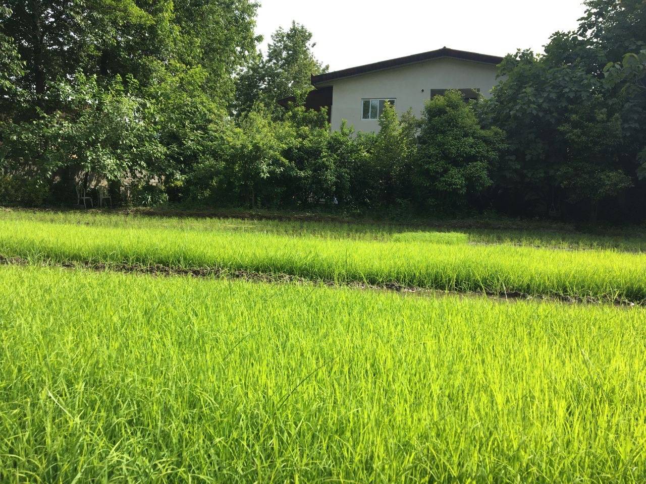 اجاره ویلا باغ دنج چالوس