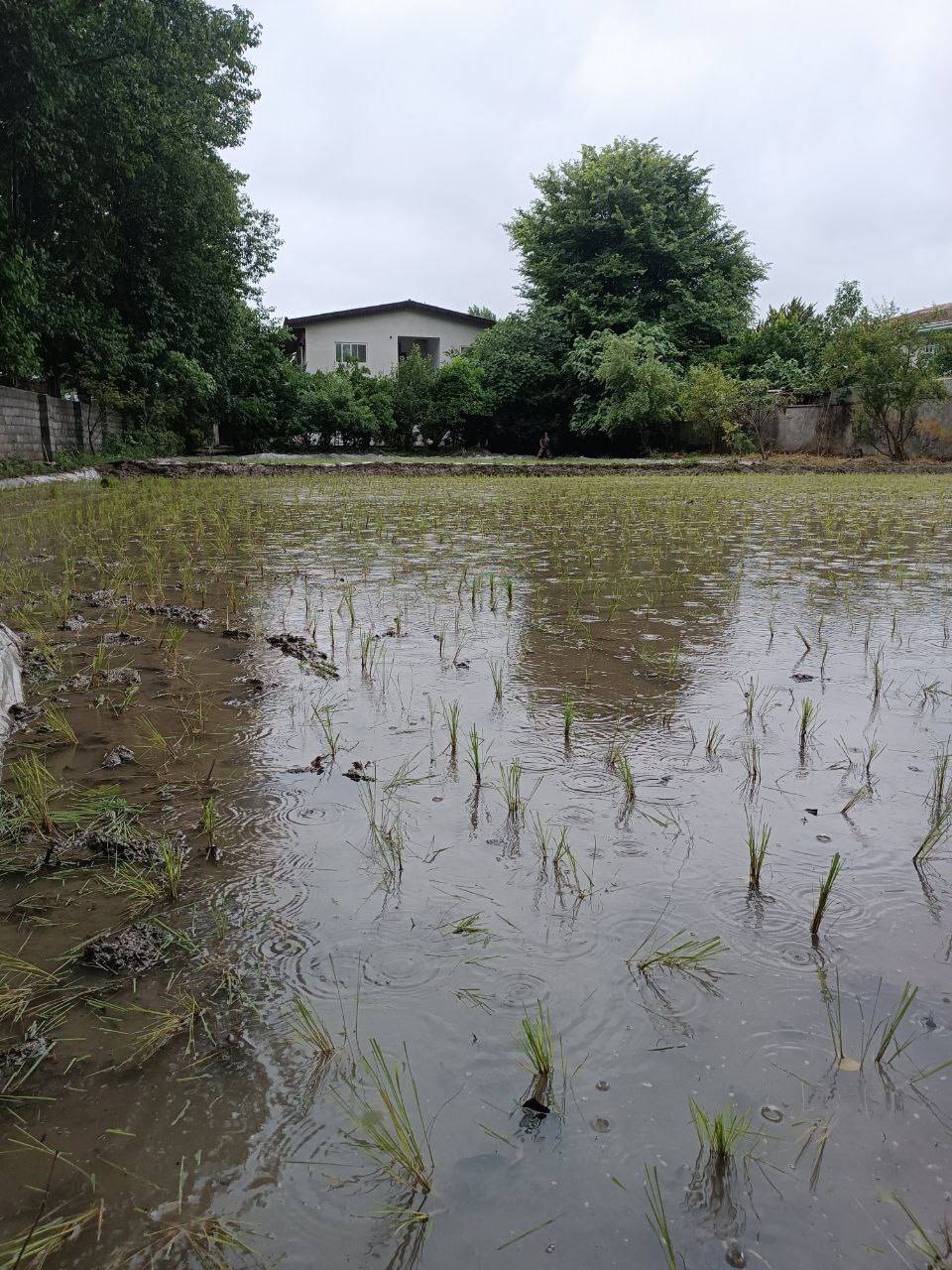 اجاره ویلا باغ دنج چالوس