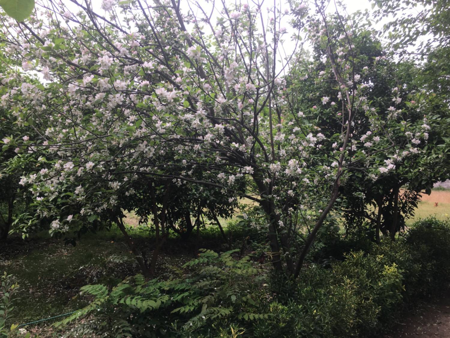 اجاره ویلا باغ دنج نیکوکار